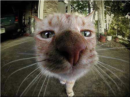 cat3.jpg