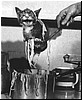 Cat-food.jpg