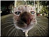 cat3.jpg